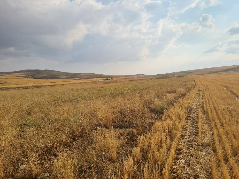 ULUAĞAÇTA  40 DÖNÜM  VERİMLİ DÜZ SATILIK TARLA 