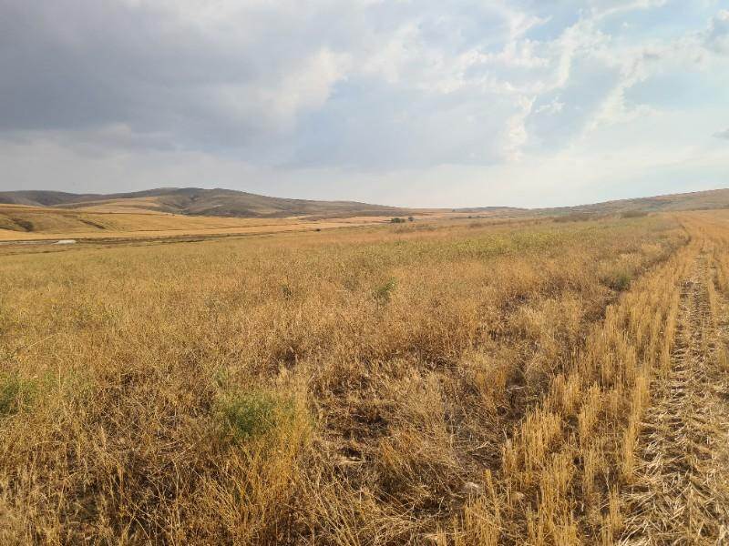 ULUAĞAÇTA  40 DÖNÜM  VERİMLİ DÜZ SATILIK TARLA 