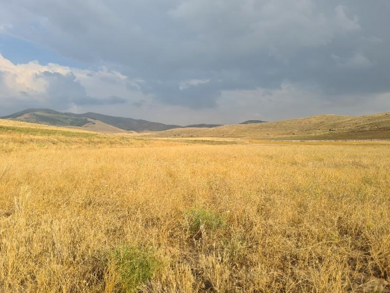 ULUAĞAÇTA  40 DÖNÜM  VERİMLİ DÜZ SATILIK TARLA 