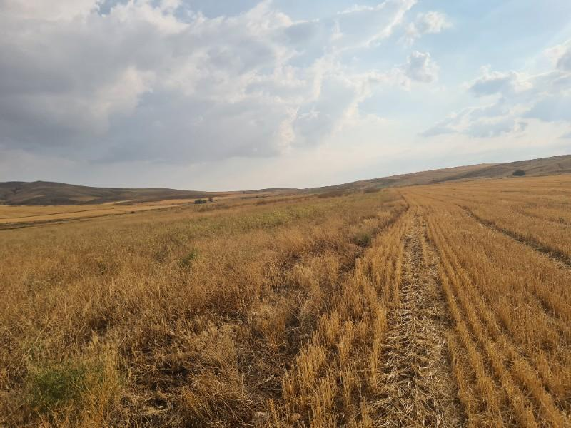 ULUAĞAÇTA  40 DÖNÜM  VERİMLİ DÜZ SATILIK TARLA 