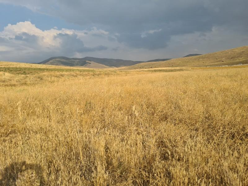 ULUAĞAÇTA  40 DÖNÜM  VERİMLİ DÜZ SATILIK TARLA 