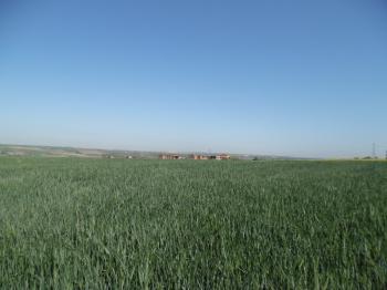 DEĞİRMENKÖYDE SATILIK TARLA 