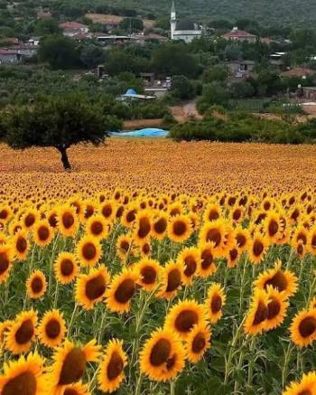 Balıkesir Gönen Babayaka Köyü Satılık Tarla