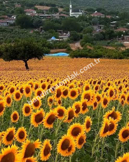 Balıkesir Gönen Babayaka Köyü Satılık Tarla
