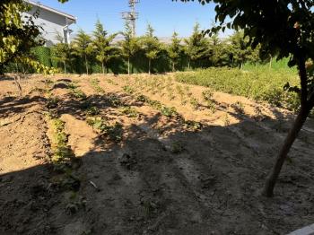 Güvenay - Çorum  Kılıçören'de Doğayla İç İçe, Eksiksiz ve Masrafsız Tam Donanımlı Bağ Evi!