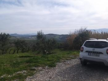 MUDANYA AKKÖY TAPULU, 80 METRE YOLU OLAN, BURSA DOĞA MANZARALI 4.242 M2 ZEYTİNLİK