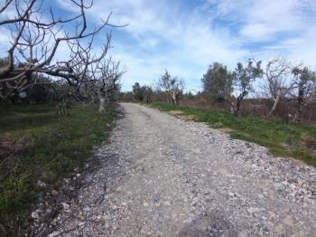 MUDANYA AKKÖY TAPULU, 80 METRE YOLU OLAN, BURSA DOĞA MANZARALI 4.242 M2 ZEYTİNLİK