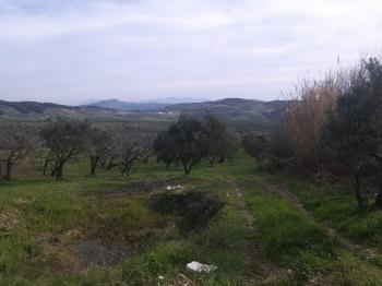 MUDANYA AKKÖY TAPULU, 80 METRE YOLU OLAN, BURSA DOĞA MANZARALI 4.242 M2 ZEYTİNLİK