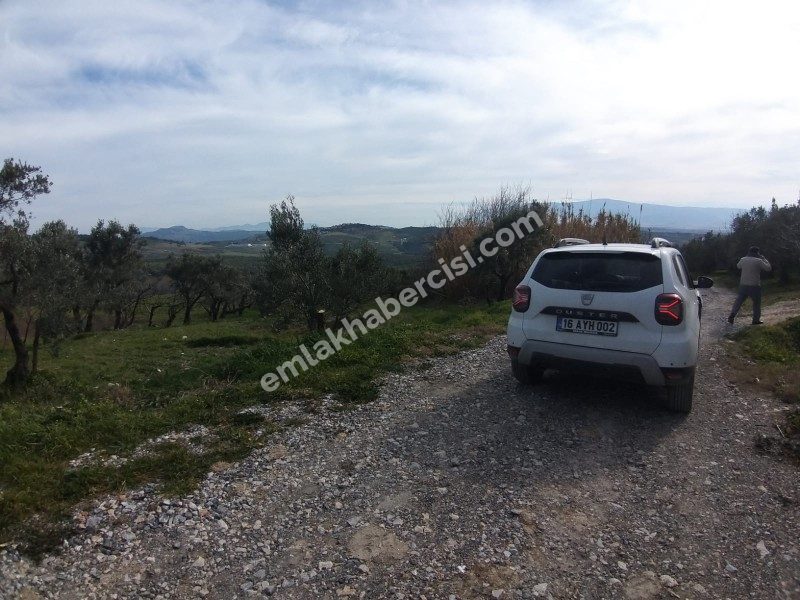 MUDANYA AKKÖY TAPULU, 80 METRE YOLU OLAN, BURSA DOĞA MANZARALI 4.242 M2 ZEYTİNLİK