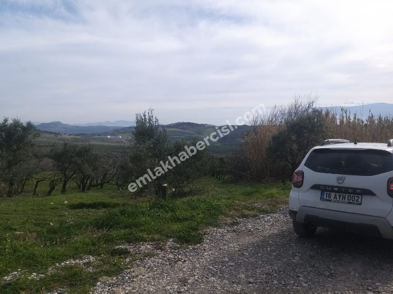 MUDANYA AKKÖY TAPULU, 80 METRE YOLU OLAN, BURSA DOĞA MANZARALI 4.242 M2 ZEYTİNLİK