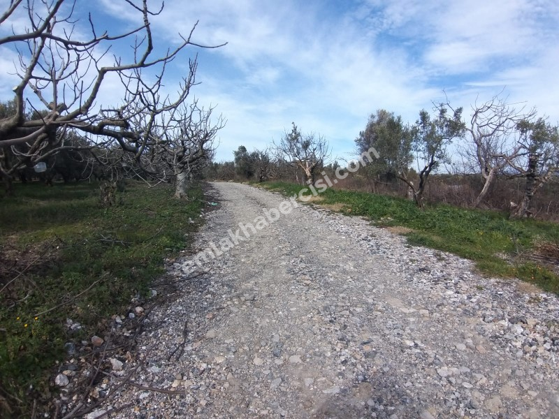 MUDANYA AKKÖY TAPULU, 80 METRE YOLU OLAN, BURSA DOĞA MANZARALI 4.242 M2 ZEYTİNLİK