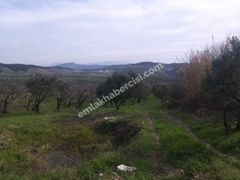 MUDANYA AKKÖY TAPULU, 80 METRE YOLU OLAN, BURSA DOĞA MANZARALI 4.242 M2 ZEYTİNLİK