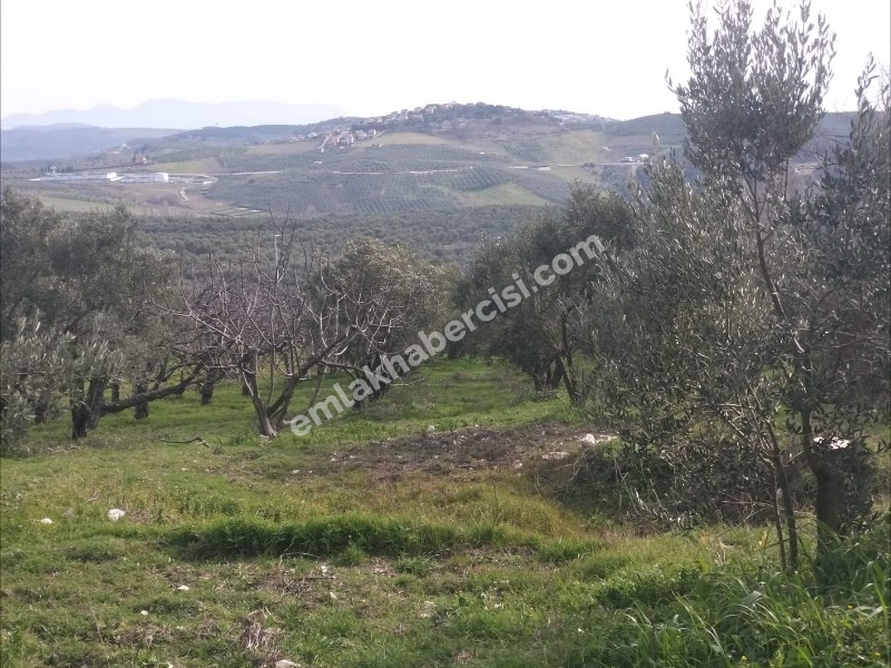 MUDANYA AKKÖY TAPULU, 80 METRE YOLU OLAN, BURSA DOĞA MANZARALI 4.242 M2 ZEYTİNLİK