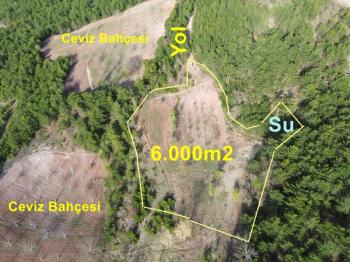 Bilecik Gölpazarı Dereli köyünde satılık arazi.