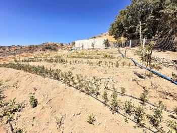 Güvenay - Çorum İskilip Yolu 10. Km Dana Deresi Bölgesinde  500 M² Satılık Bahçe!