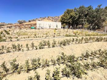 Güvenay - Çorum İskilip Yolu 10. Km Dana Deresi Bölgesinde  500 M² Satılık Bahçe!