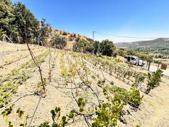 Güvenay - Çorum İskilip Yolu 10. Km Dana Deresi Bölgesinde  500 M² Satılık Bahçe!