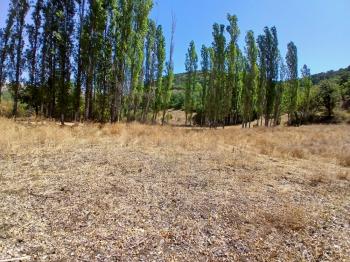 GÜVENAY - ÇORUM KARACAÖREN KÖYÜ 1845 M2 SATILIK BAĞ