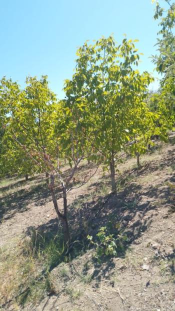 PORSUKTA  DA  DOĞA İÇİNDE BAHÇE  ve EV