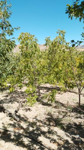 PORSUKTA  DA  DOĞA İÇİNDE BAHÇE  ve EV