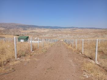 GÜVENAY - ÇORUM SARMAŞA MEVKİ SATILIK HOBİ BAHÇELERİ