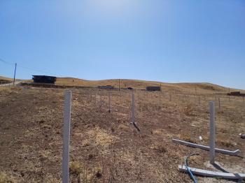 GÜVENAY - ÇORUM SARMAŞA KÖYÜ YANINDA SATILIK BAHÇE 