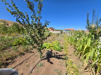 GÜVENAY - ÇORUM SARMAŞA KÖYÜ KARŞISI SATILIK HOBİ BAHÇELERİ