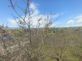 Güvenay - Çorum Üçtutlar Mahallesi Ayarık Bağları 4+1 Satılık Villa