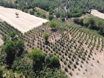 Göynük Mustanlar Köyünde Satılık Fındık Bahçesi