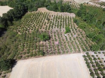 Göynük Mustanlar Köyünde Satılık Fındık Bahçesi