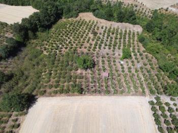 Göynük Mustanlar Köyünde Satılık Fındık Bahçesi