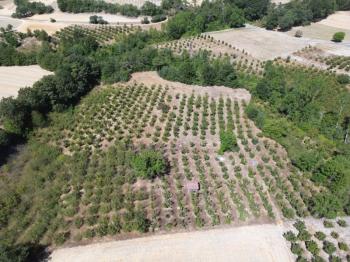 Göynük Mustanlar Köyünde Satılık Fındık Bahçesi
