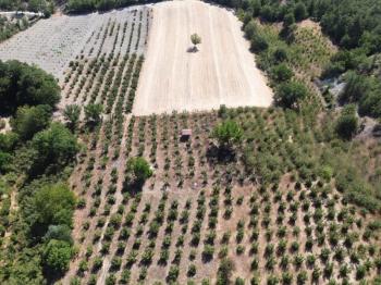 Göynük Mustanlar Köyünde Satılık Fındık Bahçesi