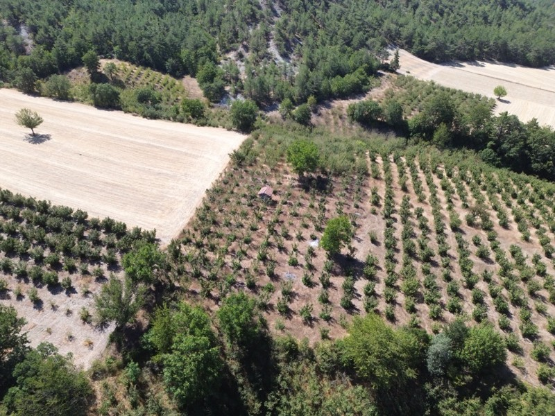 Göynük Mustanlar Köyünde Satılık Fındık Bahçesi