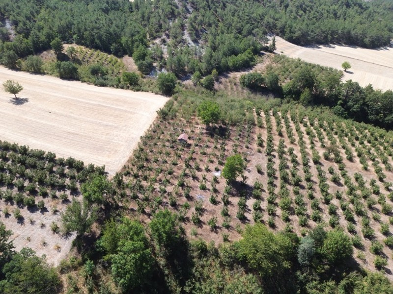 Göynük Mustanlar Köyünde Satılık Fındık Bahçesi