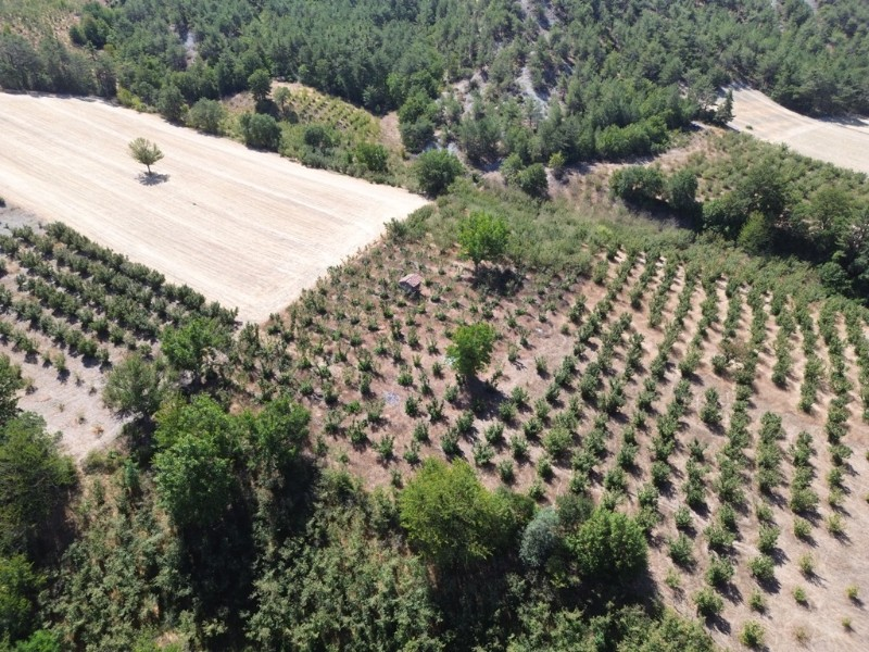 Göynük Mustanlar Köyünde Satılık Fındık Bahçesi