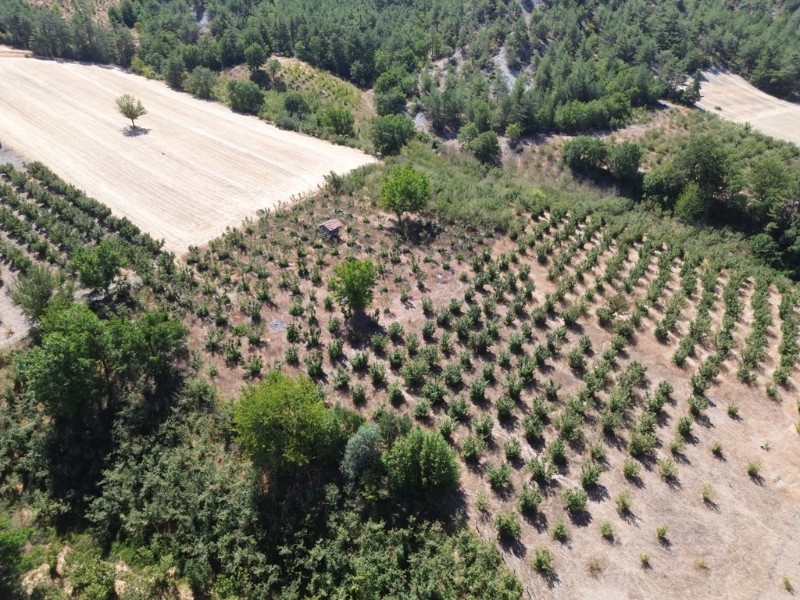 Göynük Mustanlar Köyünde Satılık Fındık Bahçesi