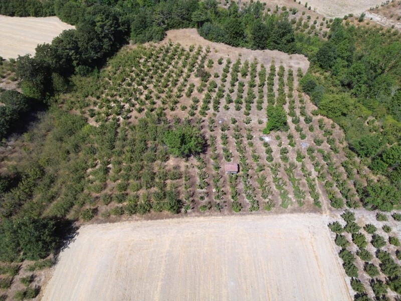 Göynük Mustanlar Köyünde Satılık Fındık Bahçesi