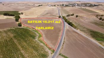 ÇATALTEPE (DARGIR) KÖYÜNDE KARAYOLA SIFIR SATILIK 16.217m² TARLA