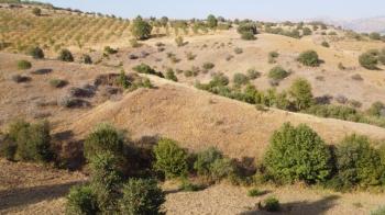 YILMAZ EMLAK'TAN TAŞLICA (ŞAMÜK) KÖYÜNDE SATILIK 54.378 m² KELEPİR TARLA