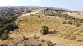 YILMAZ EMLAK'TAN TAŞLICA (ŞAMÜK) KÖYÜNDE SATILIK 54.378 m² KELEPİR TARLA