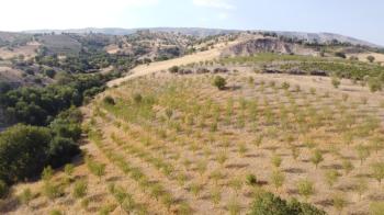 YILMAZ EMLAK'TAN TAŞLICA (ŞAMÜK) KÖYÜNDE SATILIK 54.378 m² KELEPİR TARLA