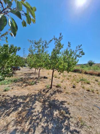 GÜVENAY - ÇORUM BAHÇELİEVLER MAHALLESİ MELİKGAZİ BAĞLARI SATILIK HOBİ BAHÇESİ 