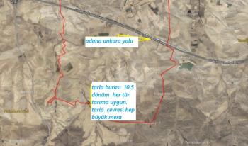 ULUKIŞLA  OVACIK KÖYÜNDE  büyük mera yanı 10.5  DÖNÜM SATILIK TARLA 