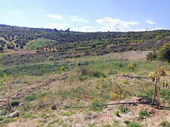 ASLAN'DAN KIZILBAĞ'DA 11.580 M2 YOL CEPHELİ SATILIK TARLA