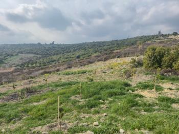 ASLAN'DAN KIZILBAĞ'DA 11.580 M2 YOL CEPHELİ SATILIK TARLA