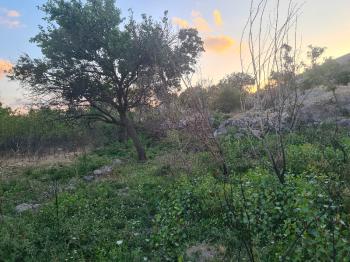 HANÇERLİDE  UYGUN FİYATA 2.200M2 SATILIK   BAHÇE 