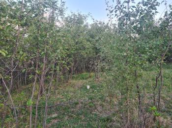 HANÇERLİDE  UYGUN FİYATA 2.200M2 SATILIK   BAHÇE 