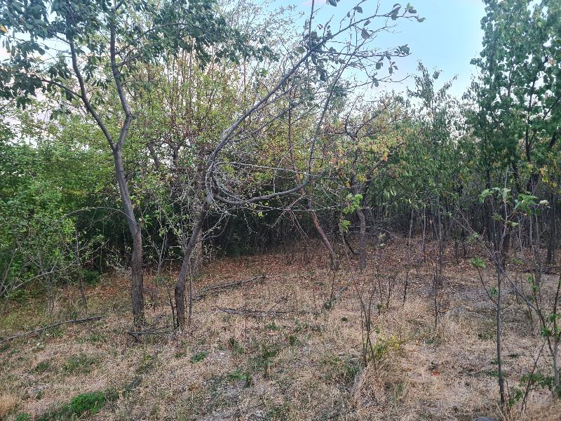 HANÇERLİDE  UYGUN FİYATA 2.200M2 SATILIK   BAHÇE 