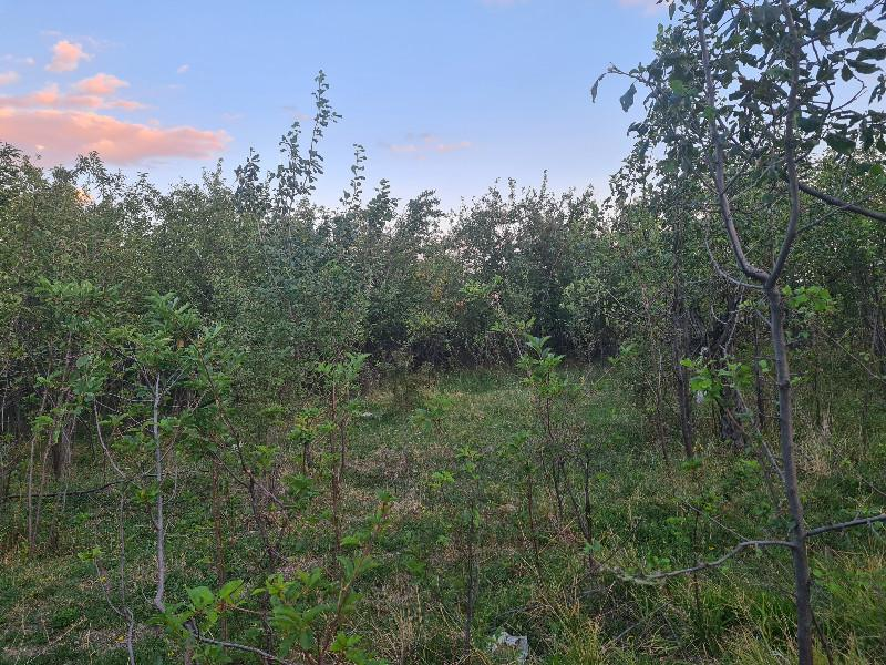 HANÇERLİDE  UYGUN FİYATA 2.200M2 SATILIK   BAHÇE 